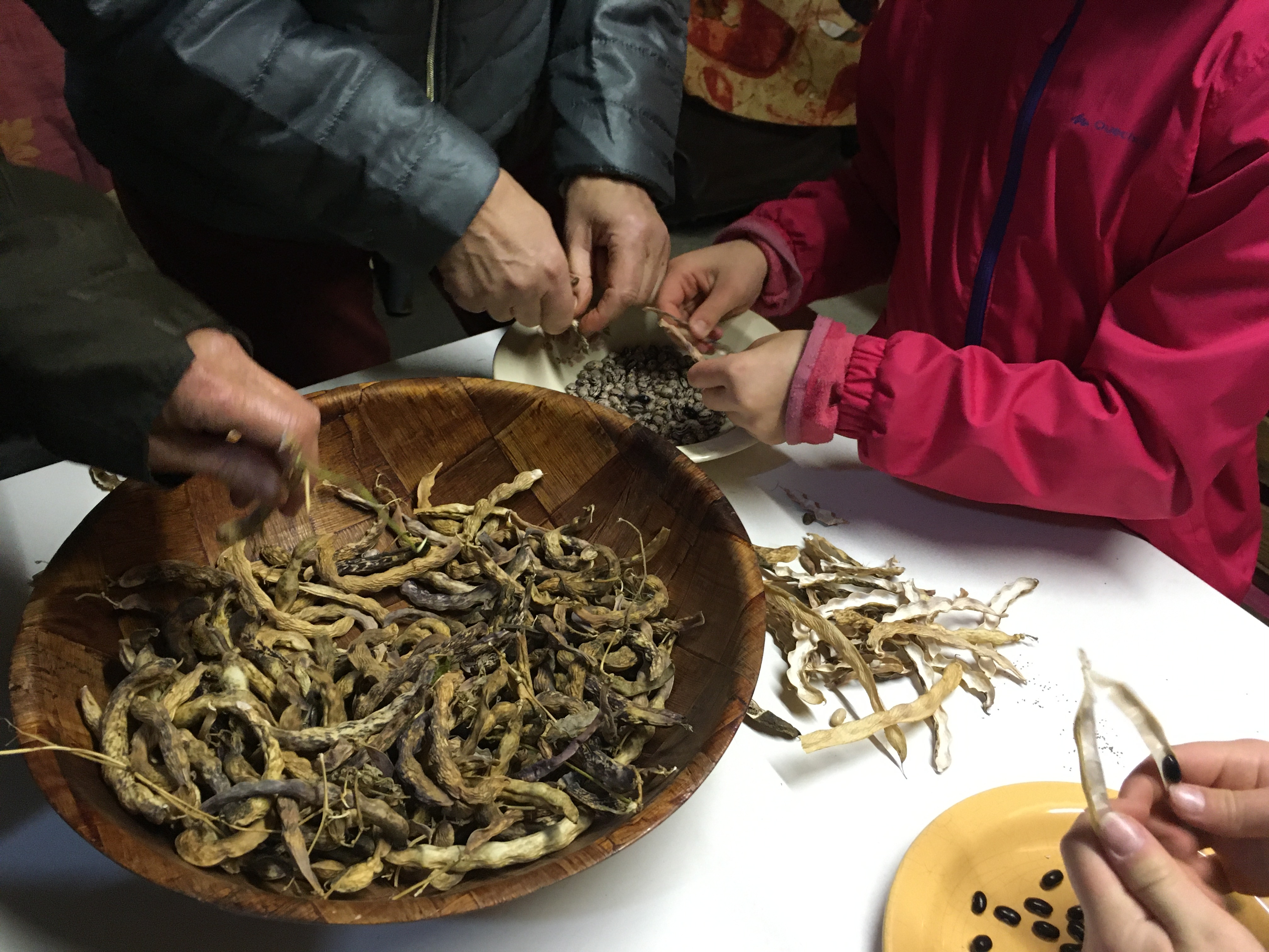 Atelier tri de semences