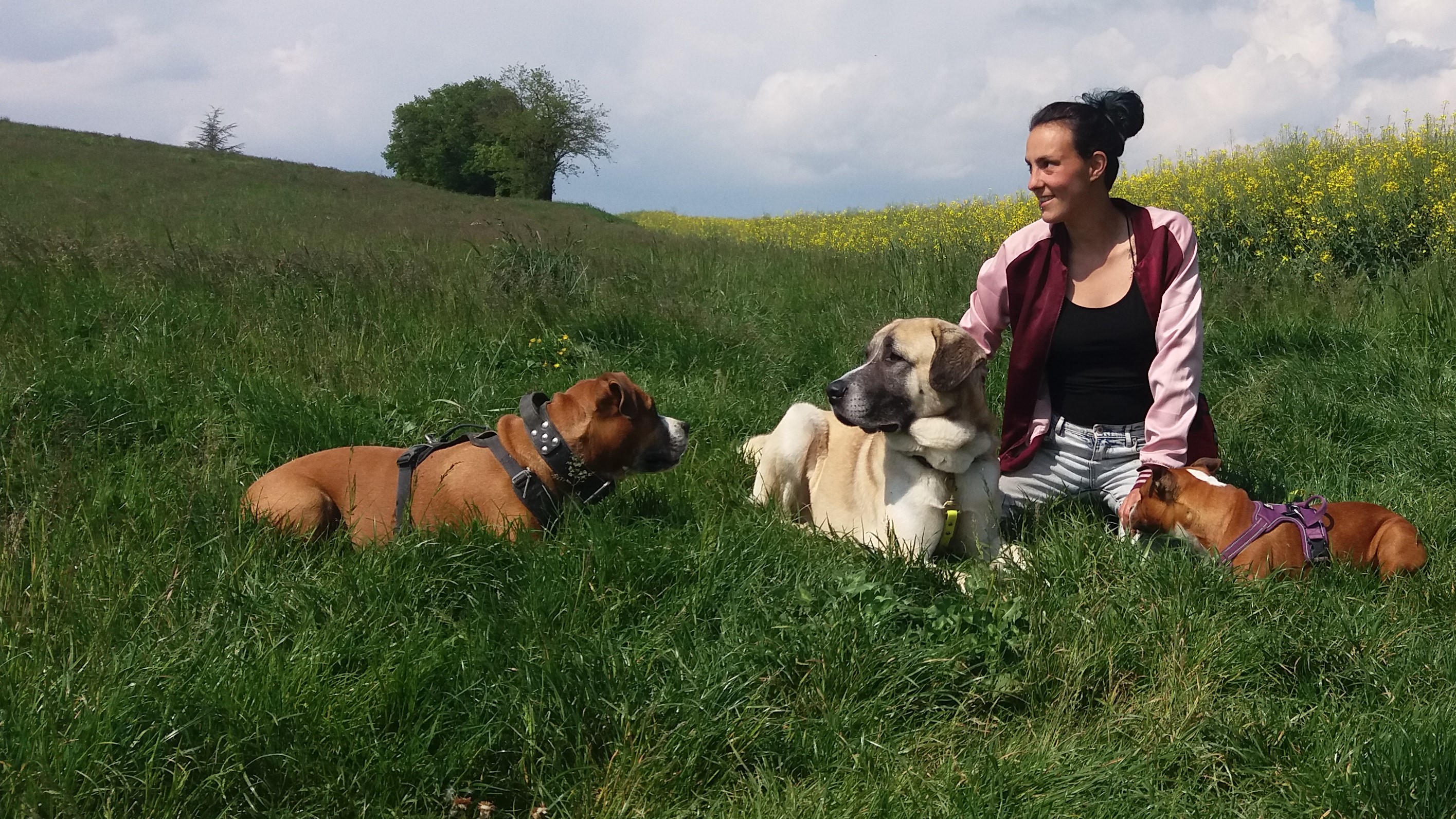 Photo chiens